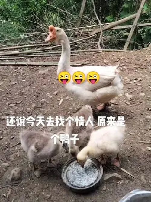 鄉村光影里的生命律動 家禽家畜隨手拍攝記