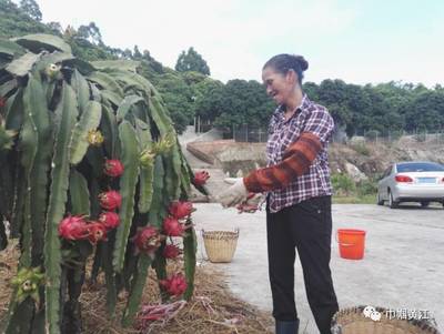 黃江鎮婦聯 “互聯網+”賦能婦女創業，家禽養殖開啟“巾幗”新篇章